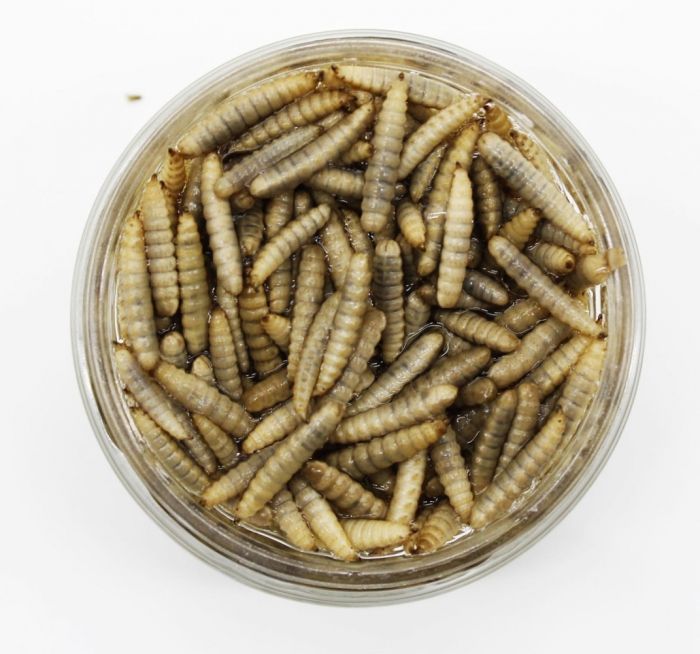 Корм Flipper Консервований борошняний червяк, 100 г 