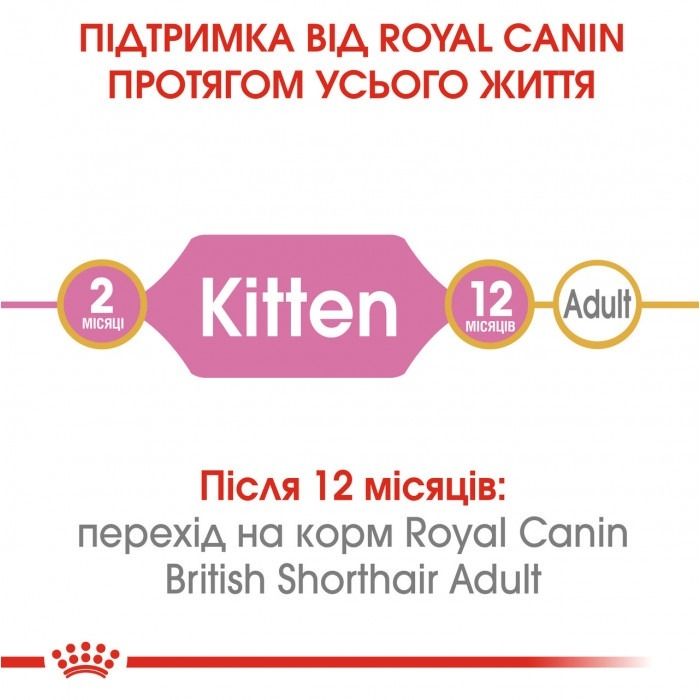 АКЦІЯ Royal Canin Kitten British Shorthair корм для кошенят британська короткошерста 2 кг + 4 паучі 