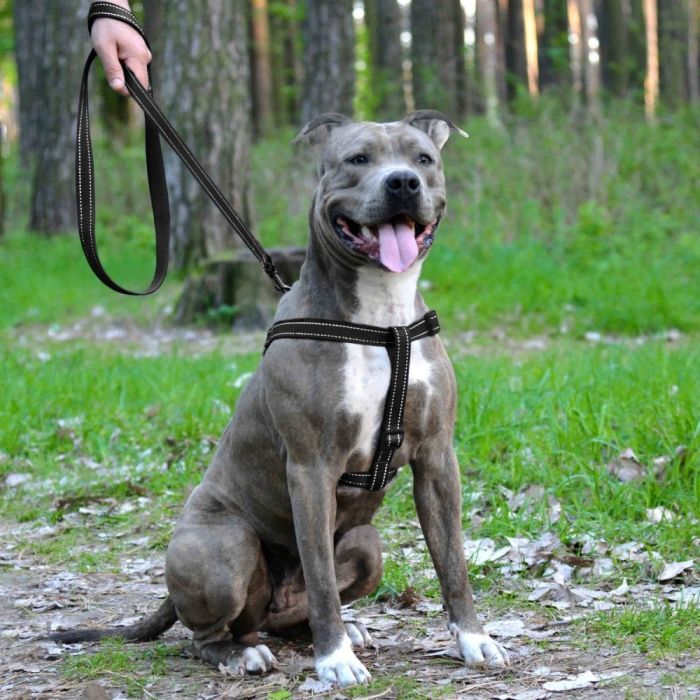 Шлея ACTIVE нейлонова зі світловідображенням Чорна ширина 20мм  Обхват Груди 45-56см