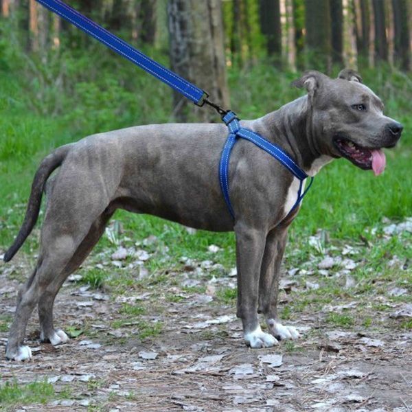 Шлея капронова світловідбиваюча синя 16мм (40-53см)