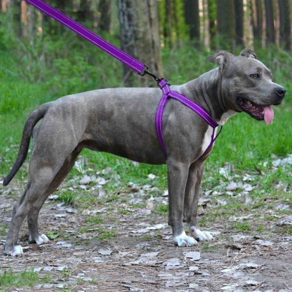 Шлея капронова світловідбиваюча фіолетова ширина 25мм  Обхват грудей 58-71см