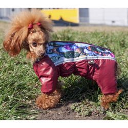 Комбінезон для собак хлопчиків мікс без капюшона на силіконі S2 пінчер