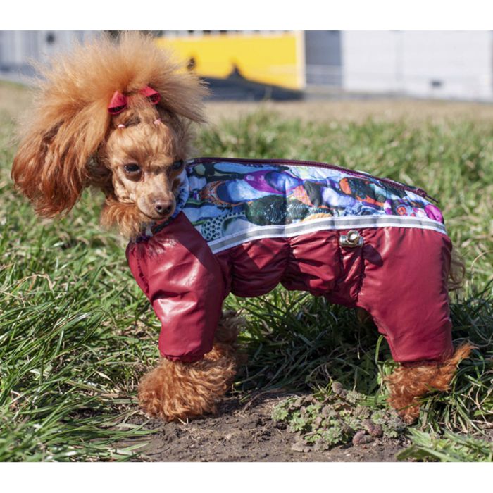 Комбінезон для собак хлопчиків мікс без капюшона на силіконі S2 пінчер
