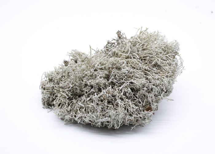 TerriX Ягель мох, 2 л 