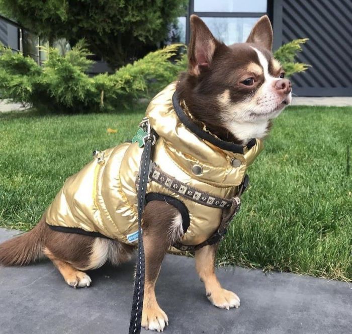 Дубай жилет для собак Dog Love золото M