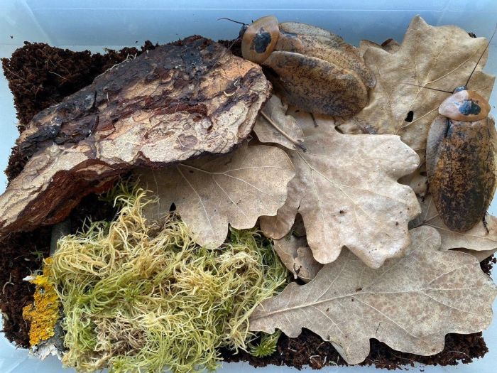 Набір для равликів 