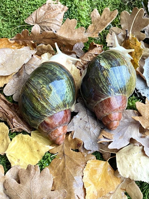 Ravlik Box наповнювач для равликів 