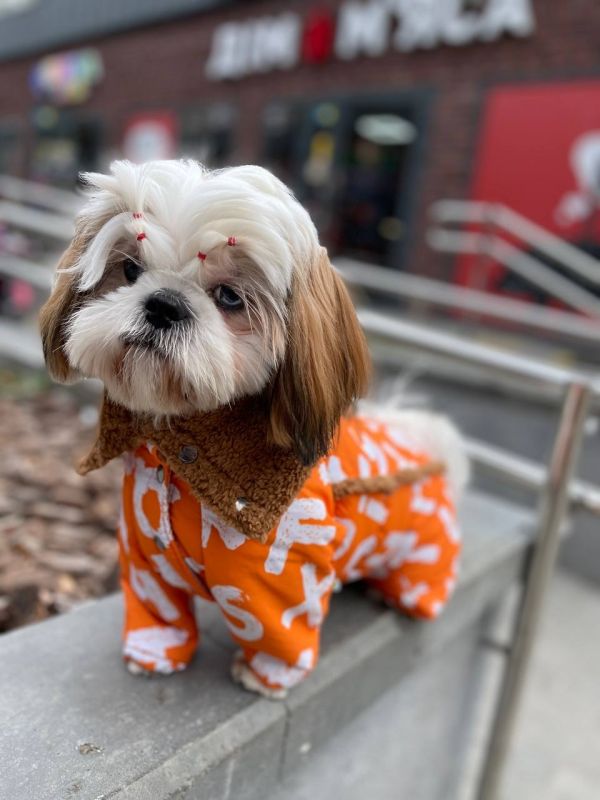 Сахара комбінезон на овчині і силіконі для собак дівчаток M