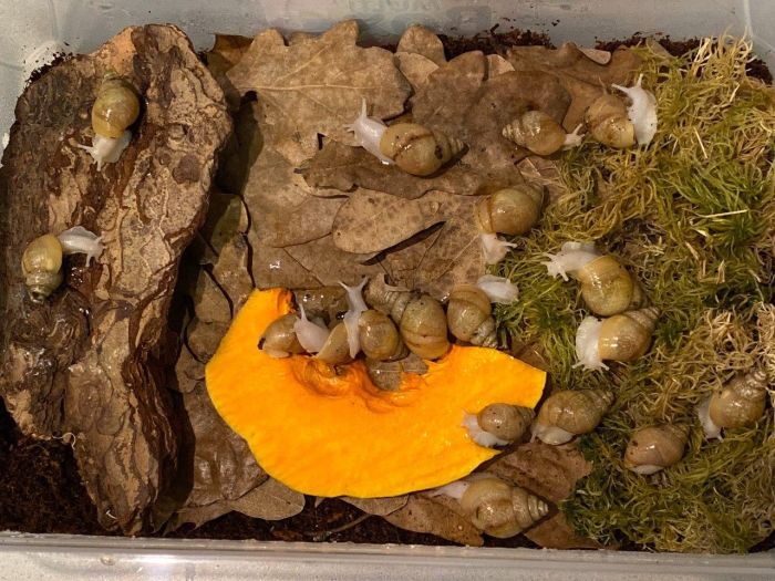 Набір для равликів 