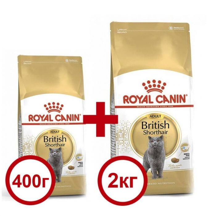 Акція сухий корм Royal Canin British Shorthair 2кг + 400г в подарунок 