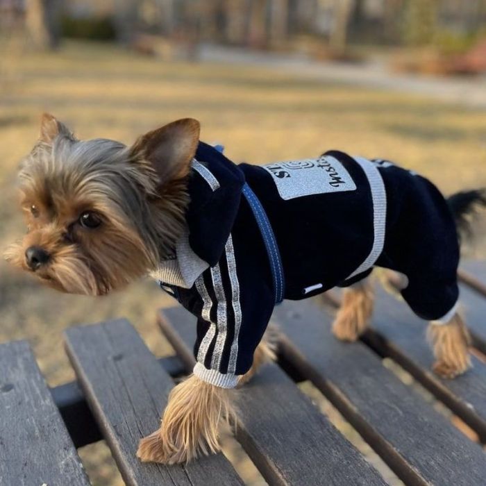 Instagram комбінезон для собак хлопчиків велюр M