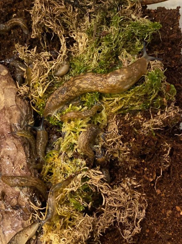 Набір для равликів 