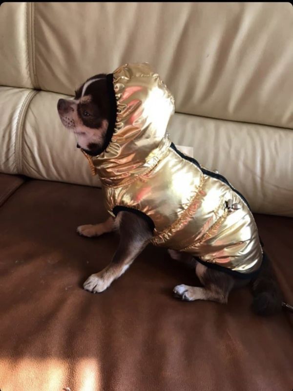 Дубай жилет для собак Dog Love золото M