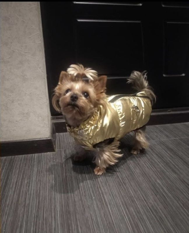 Дубай жилет для собак Dog Love золото M1