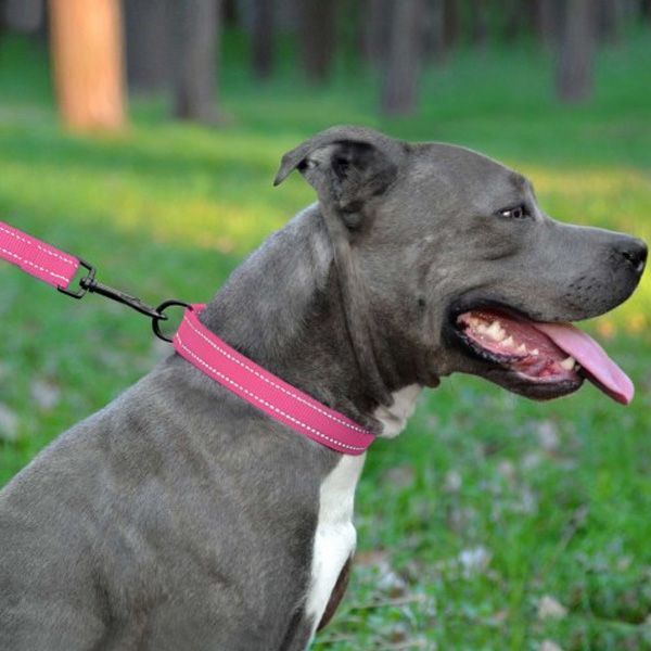 Повідець ACTIVE для собак зі світловідбиттям нейлоновий Рожевий ширина 25мм  довжина 152см