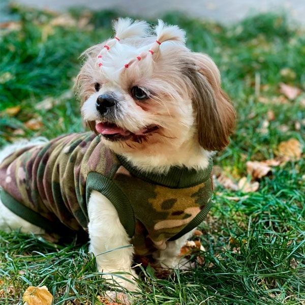 Фліска Толстовка для собак на флісі мульт S1