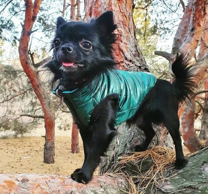 Лісабон жилет для собак Dog Love двосторонній синій темно-зелений S1