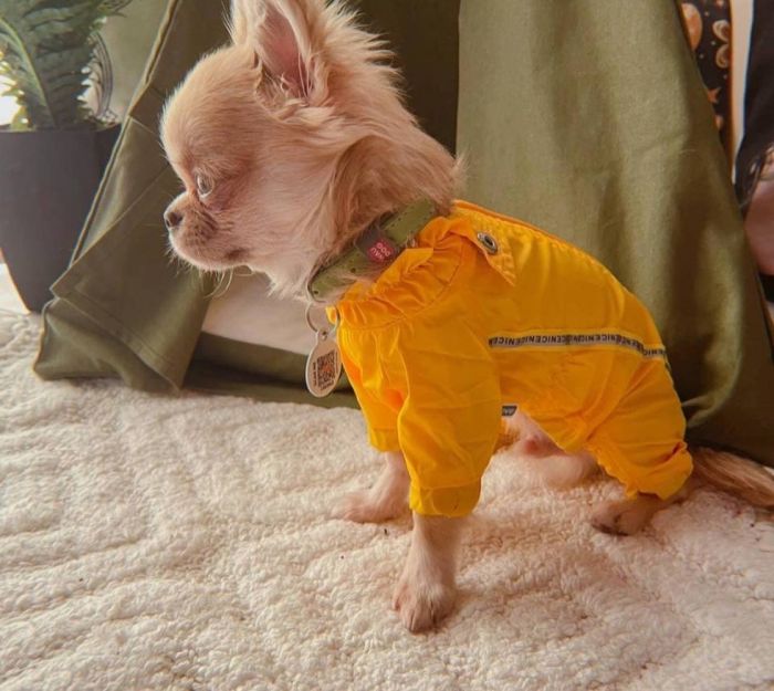 Мадрид дощовик для собак Dog Love жовтий без утеплювача XS