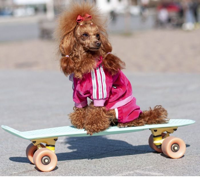 ФІФА комбінезон для собак дівчаток велюр M