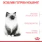 Royal Canin Kitten 36 для кошенят (Роял Канін Кіттен) від 4 до 12 місяців 400 г