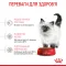 Royal Canin Kitten 36 для кошенят (Роял Канін Кіттен) від 4 до 12 місяців 400 г